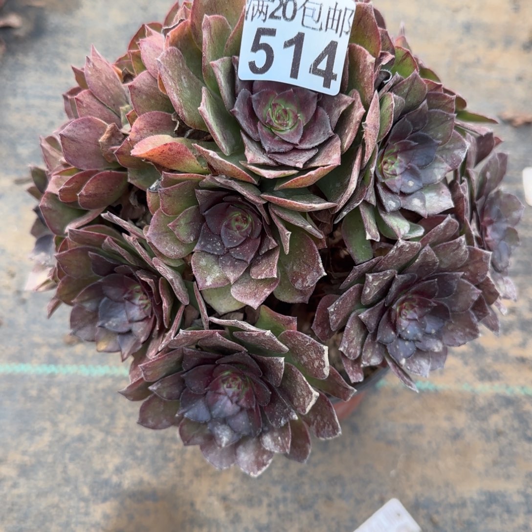 桃花石514满20包邮断枝不包