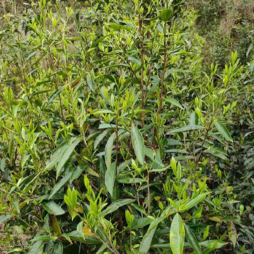 凤庆滇红-25年野生荒野兰香晒红【晾晒兰香清甜荒野小树口粮款