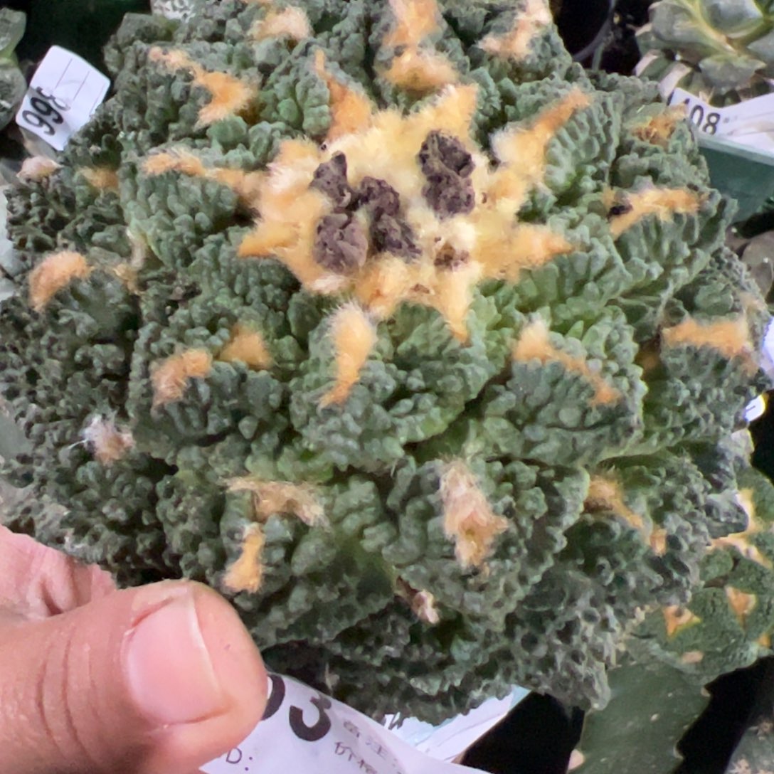 龟甲牡丹仙人球木心根11公分583