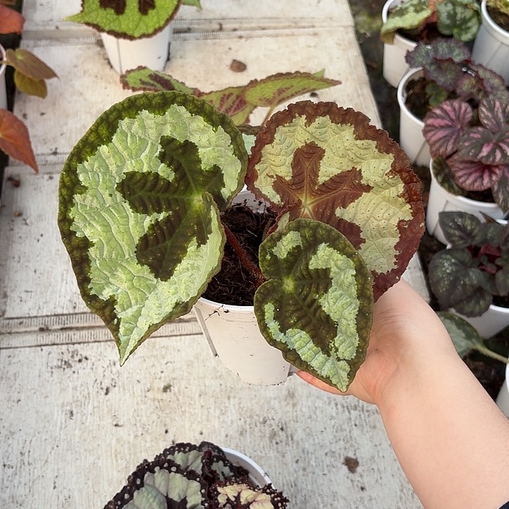 完全开放灯果秋海棠