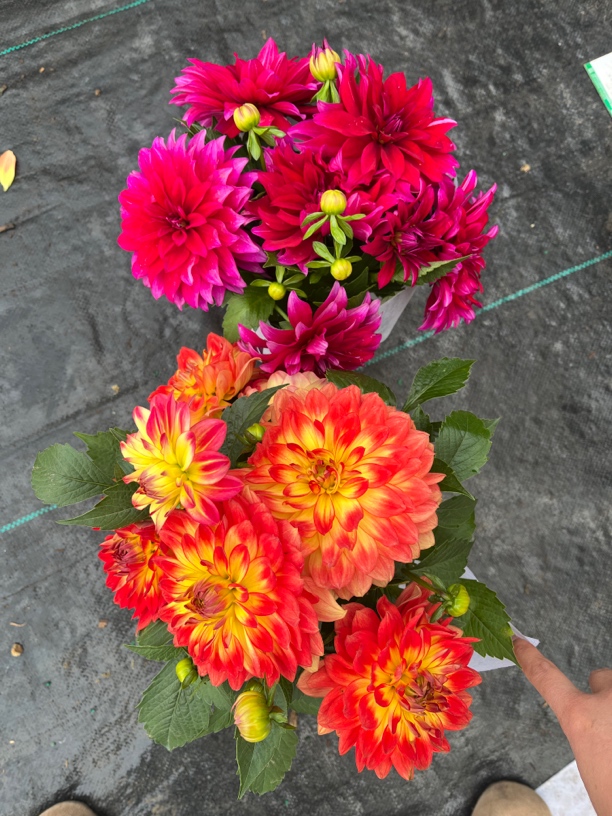 （万红精选）小丽花大花可盆栽地栽带花带花苞