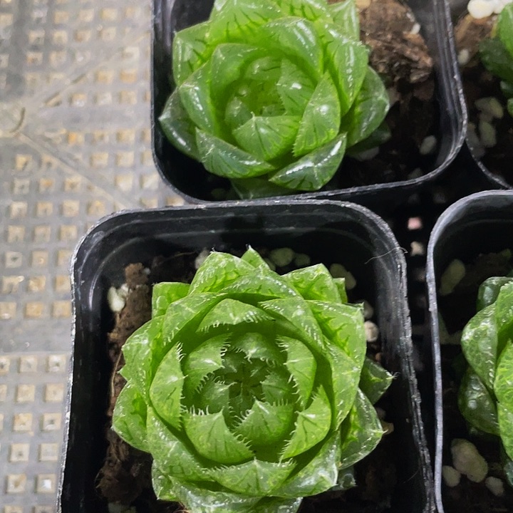 硬水晶玉露3.8带盆土