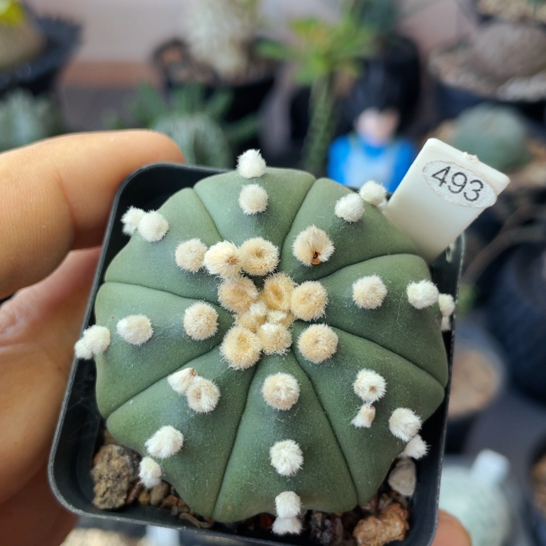 仙人球满28包邮盆口径5公分高绒海星琉璃5公分