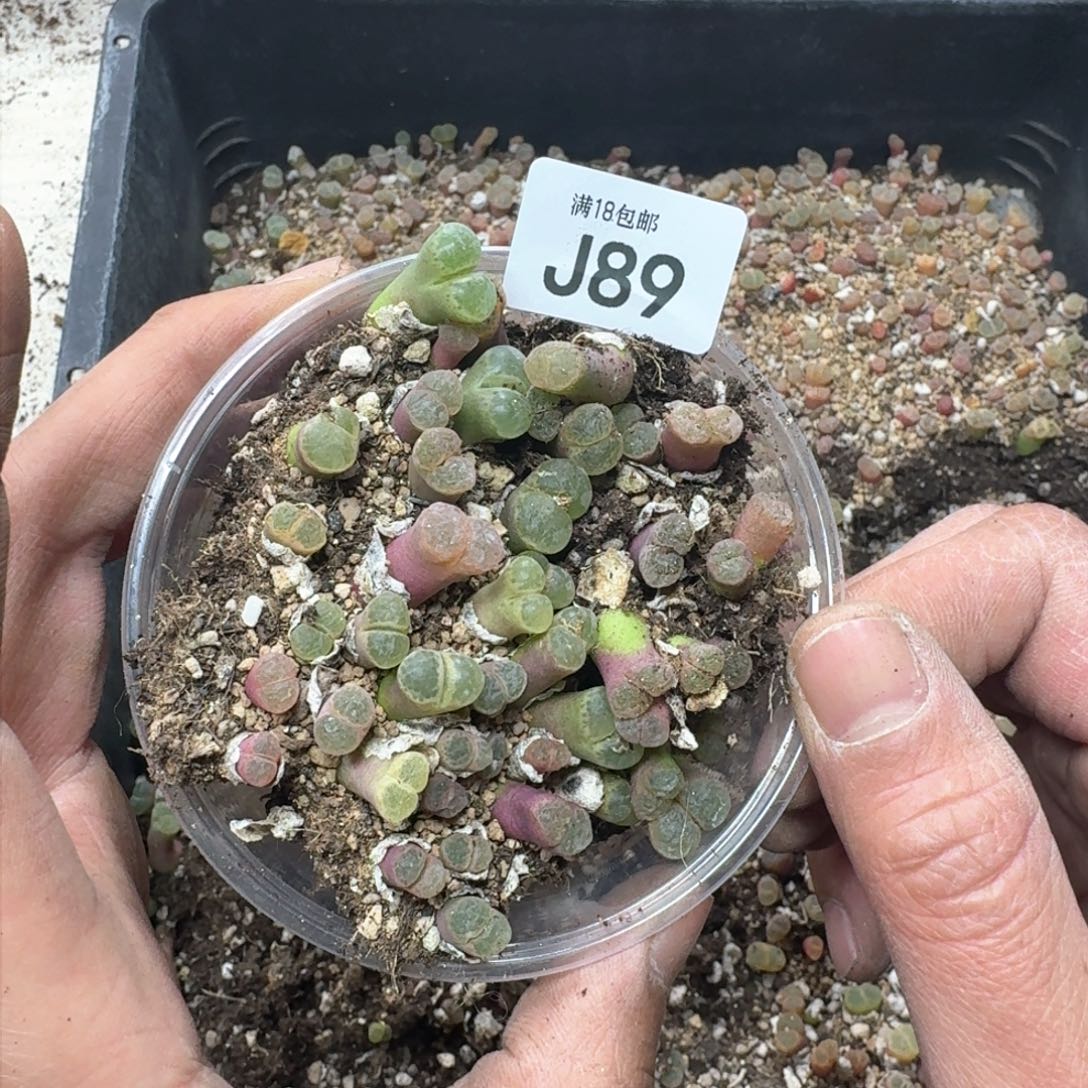 无****汁J89。 1453.9。粉樱风铃