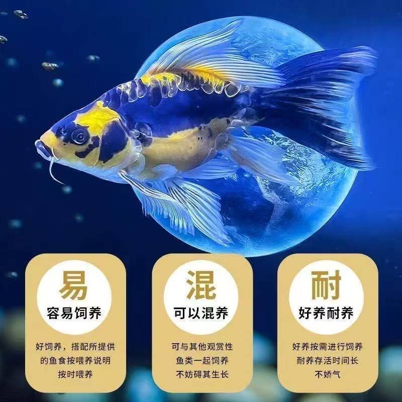 ④【老农精选】德系玛雅色/钱串子/三道鳞/蝴蝶鲤