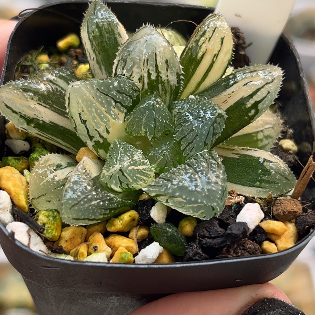 25魔刺锦带仔福利专场