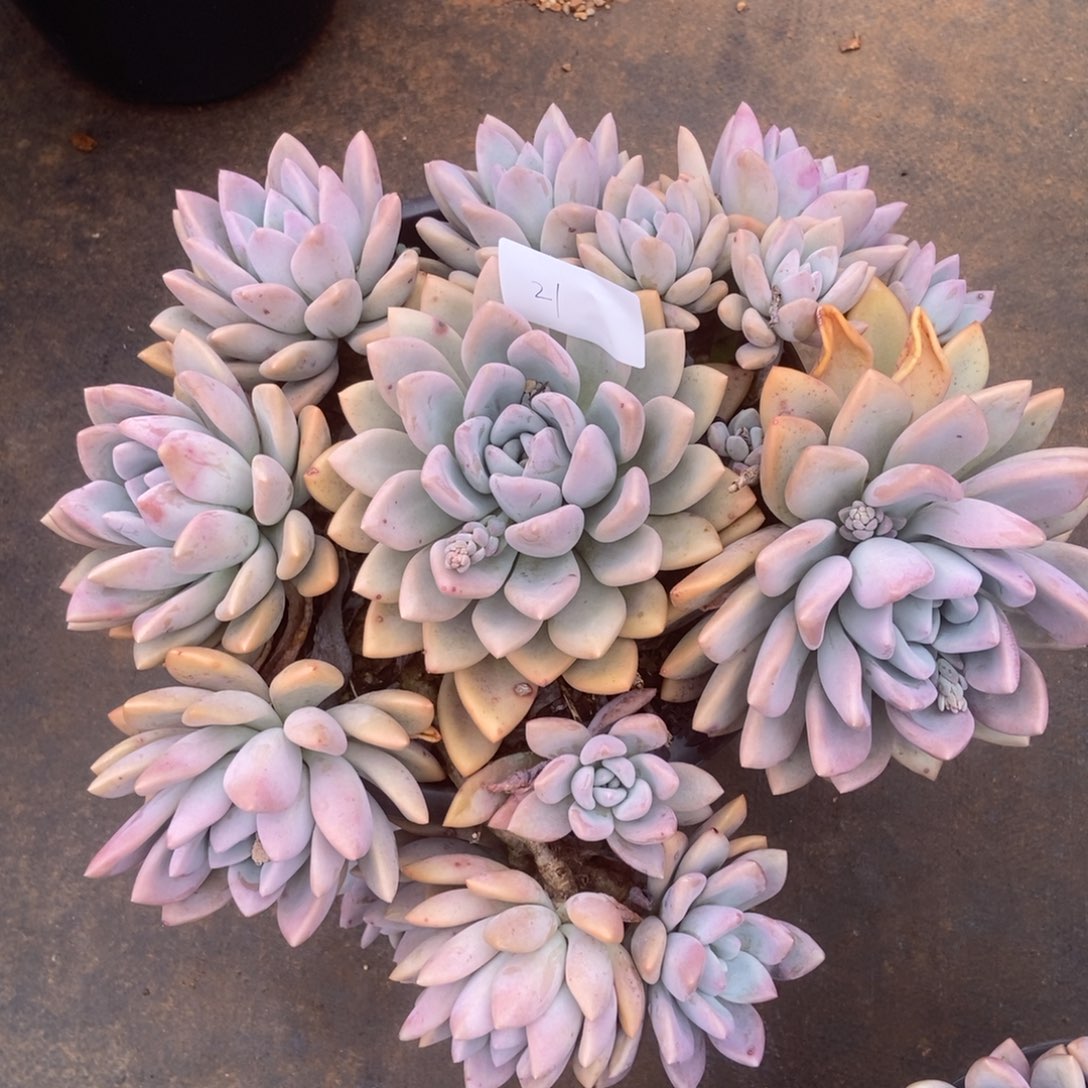 奥普21 肉多肉多肉多肉多肉