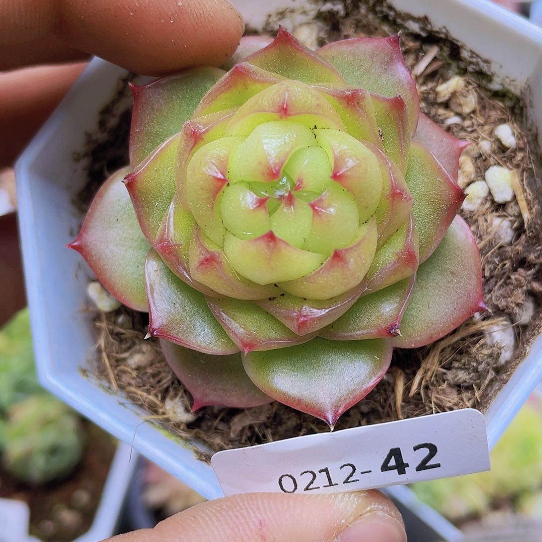 00000000000042量拍