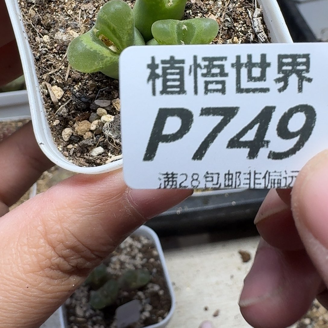 多肉植物多肉植物