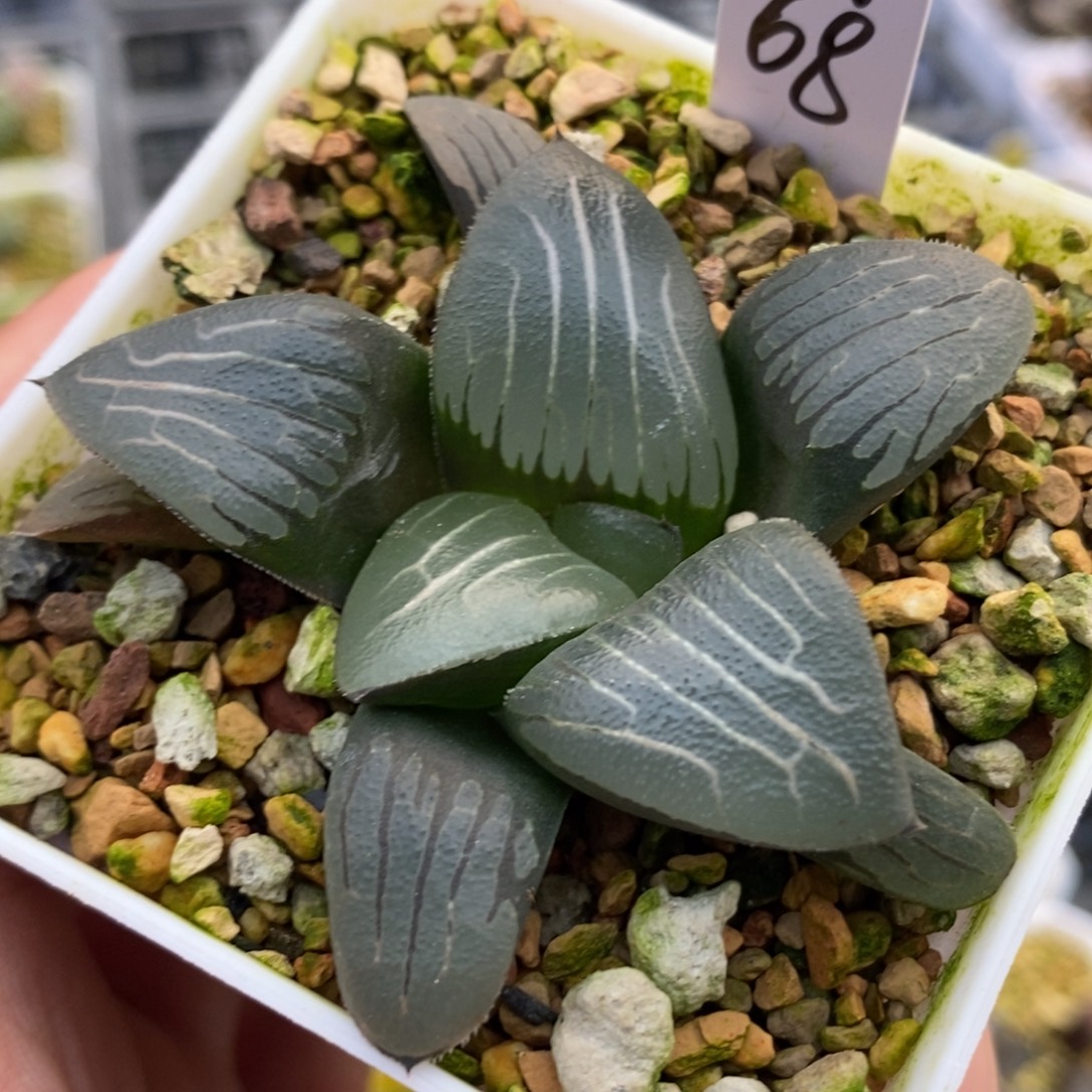 68云间克一物一拍