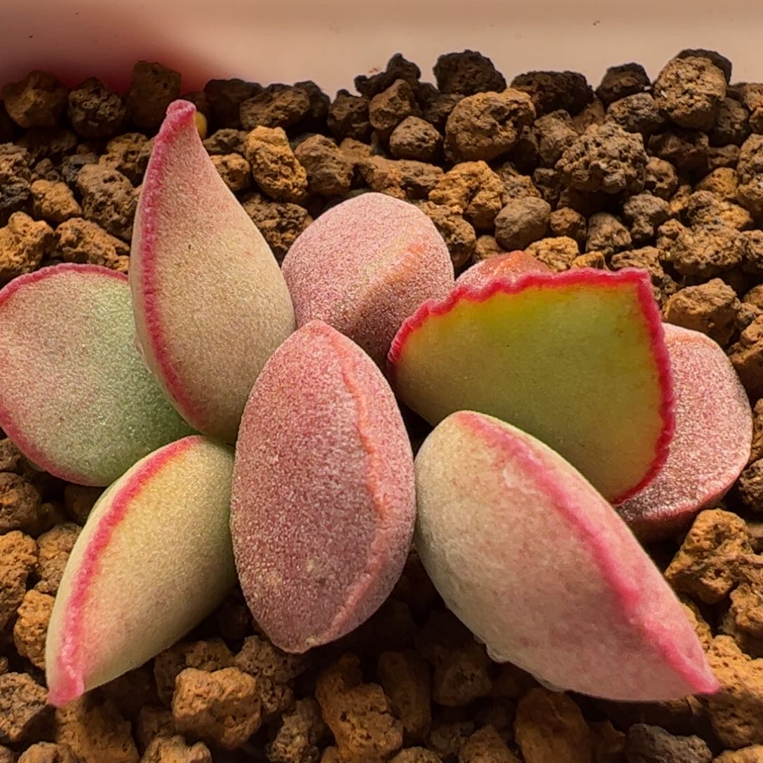 多肉植物百科红蛋