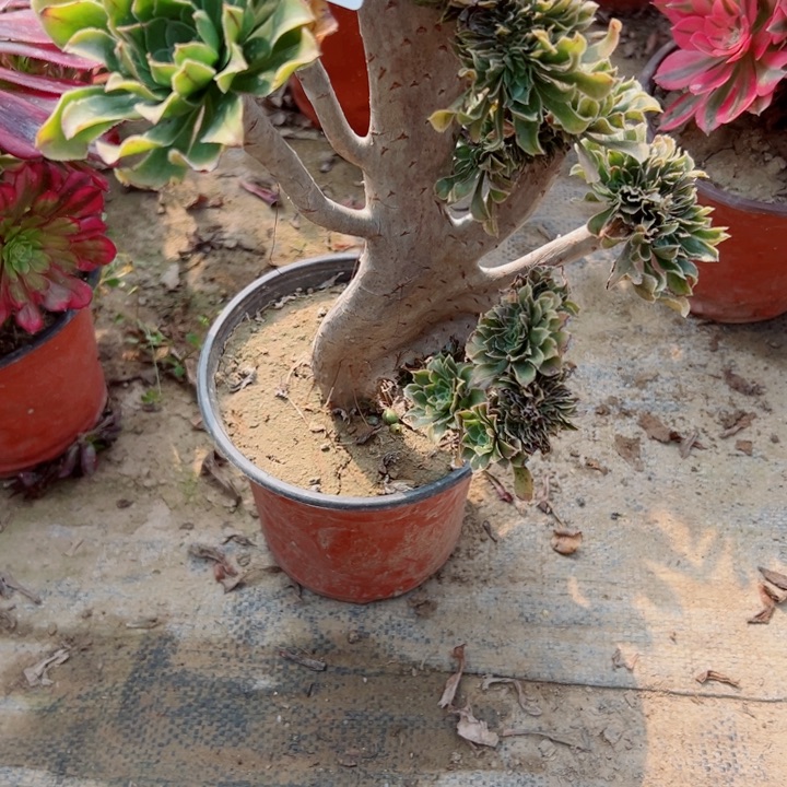 420绿缀多肉植物