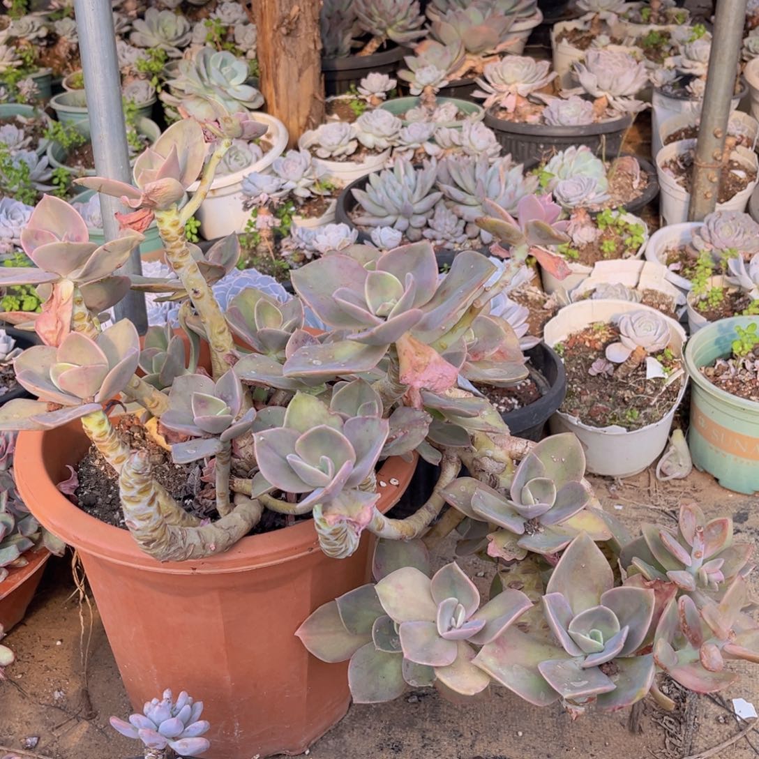 赫氏悬崖大群官服40