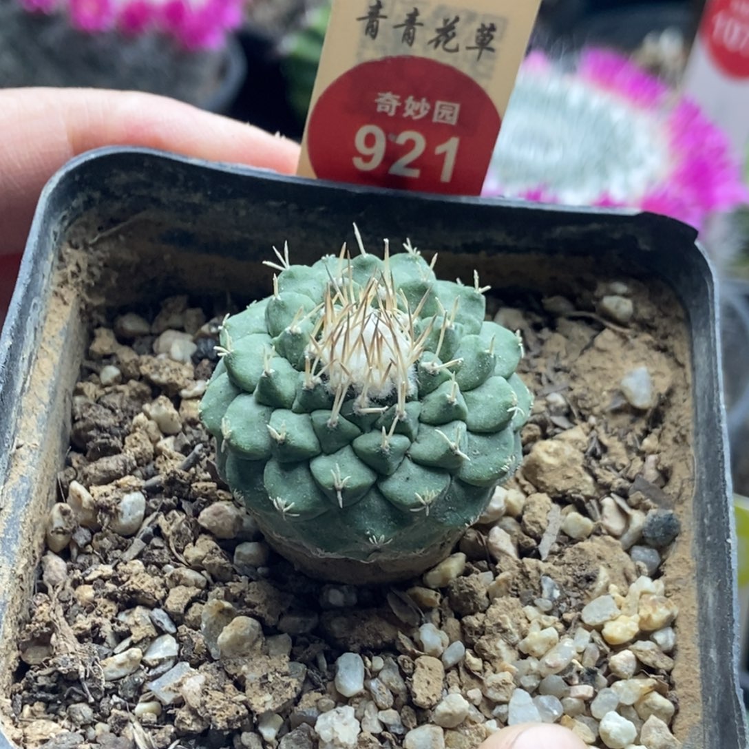 实生母本菊水3cm一棵仙人球