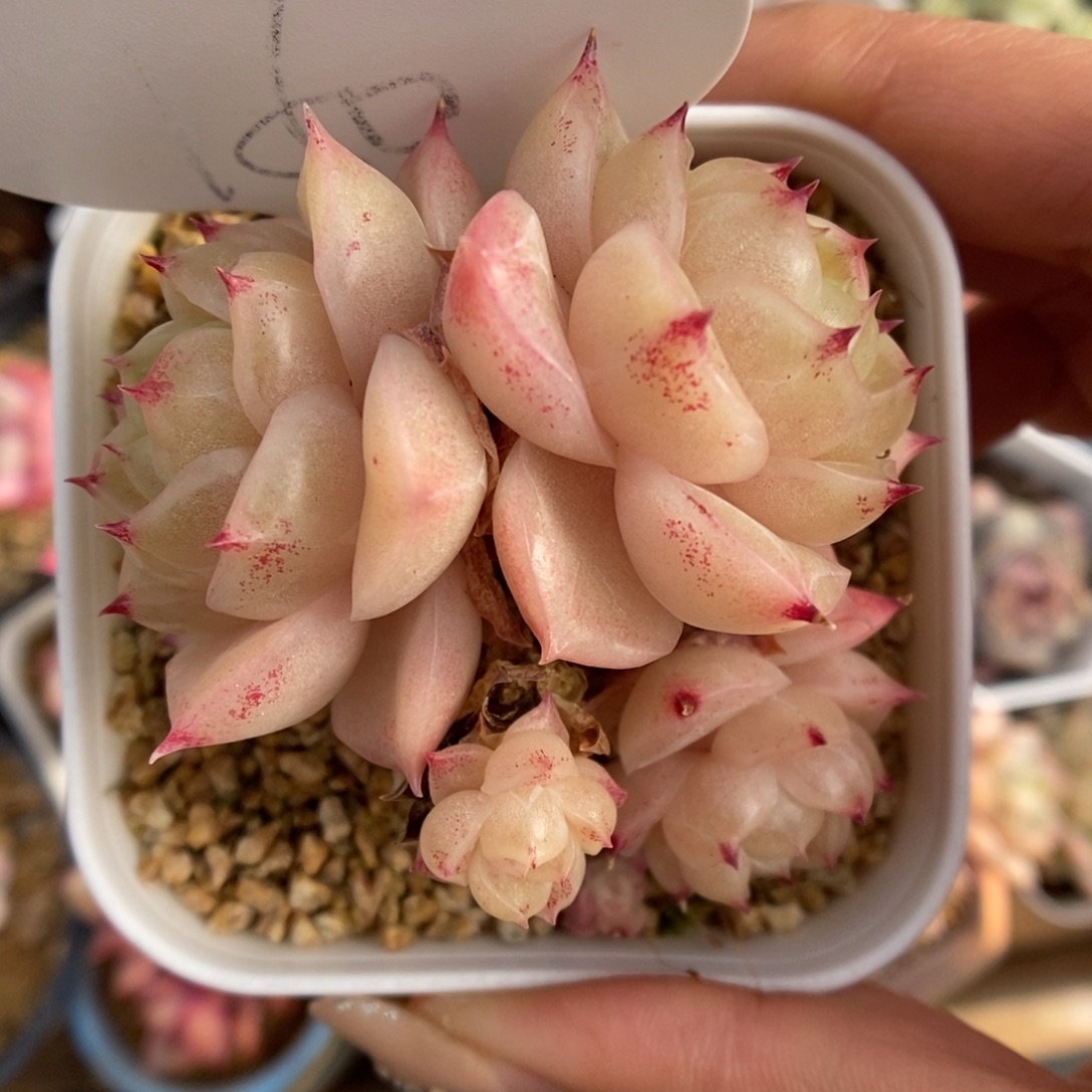 S***3蜜蜡麦秆150号。       