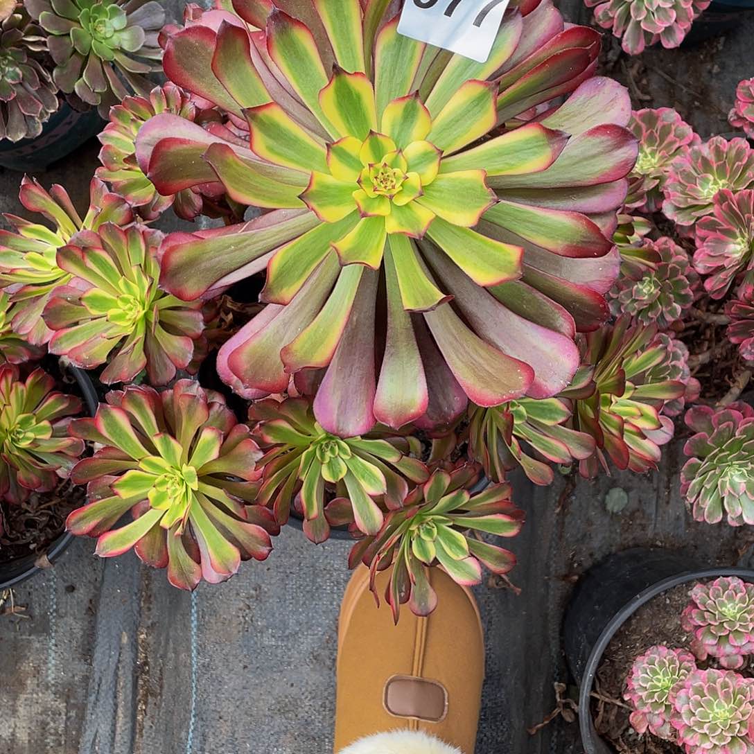 亿***市多肉法师977号美姬发货不包损