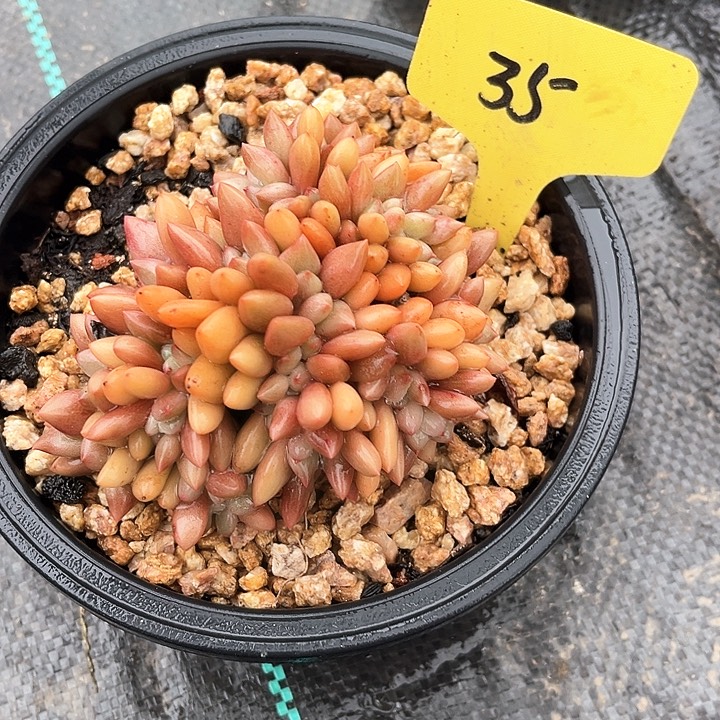 桃苑憑35号码牌子的话