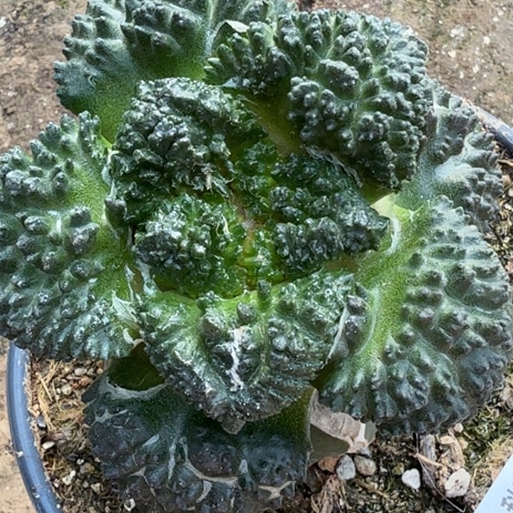 无花朵大尤炸尤哥斯拉768