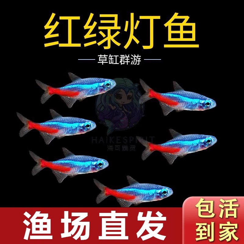 【红绿灯】灯科热带宝莲灯鱼淡水活体群游鱼小鱼苗观赏鱼热带观赏鱼