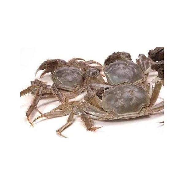 母河蟹75一斤