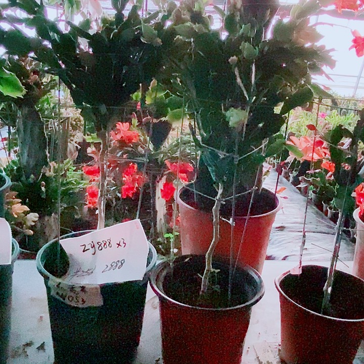 丹***儿无花朵叶仙嫁接一物一拍福利