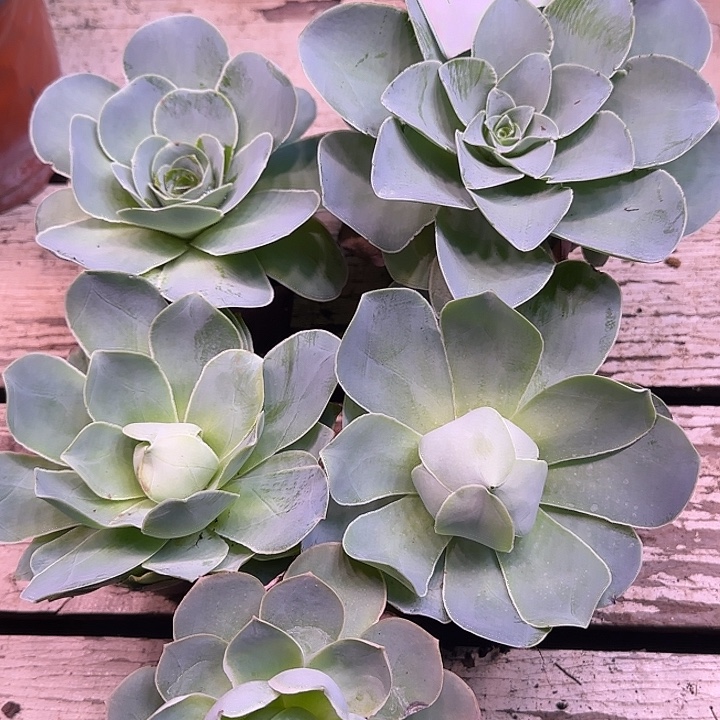 山地玫瑰一物一拍，带盆发1285号