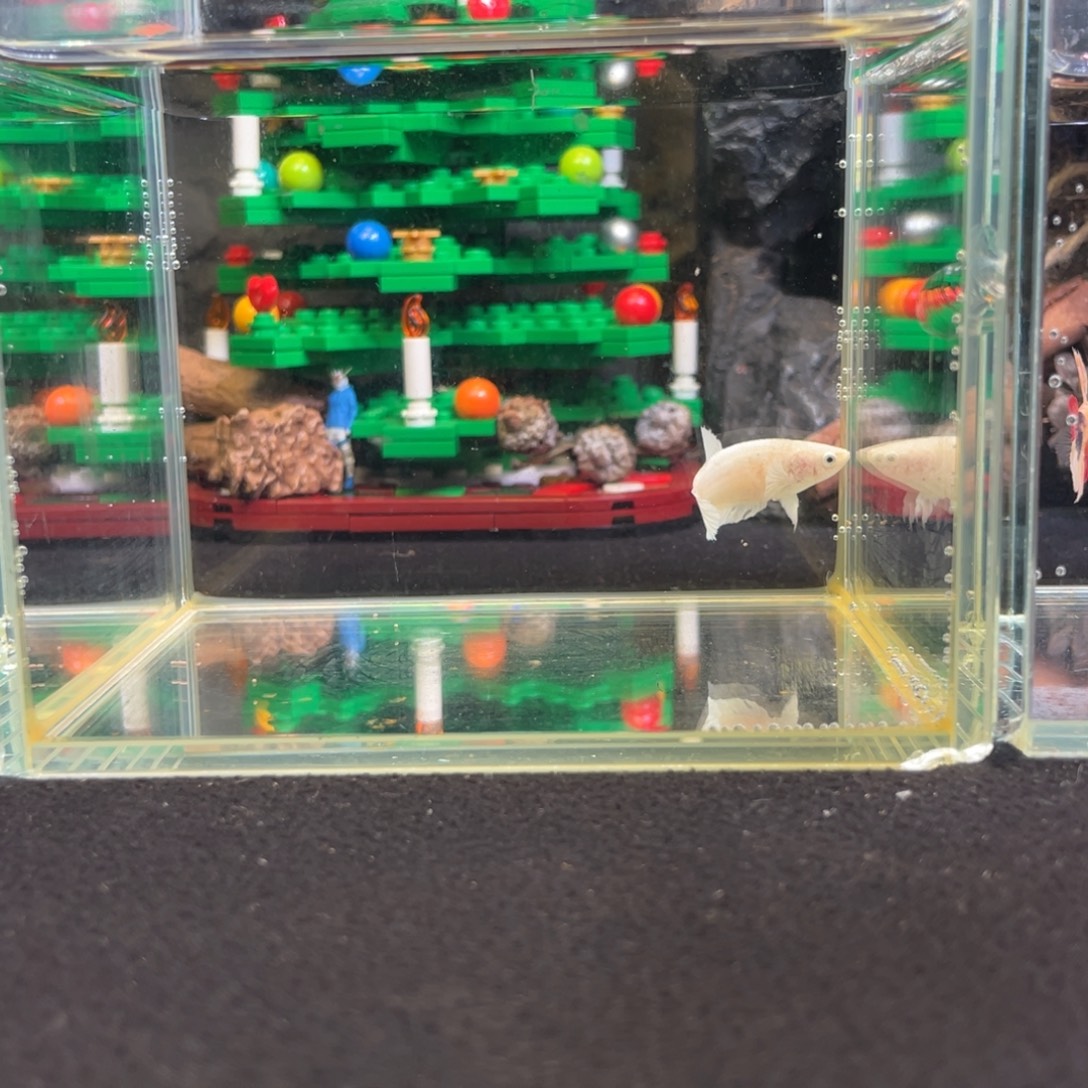 斗鱼十二月二十四日竞价