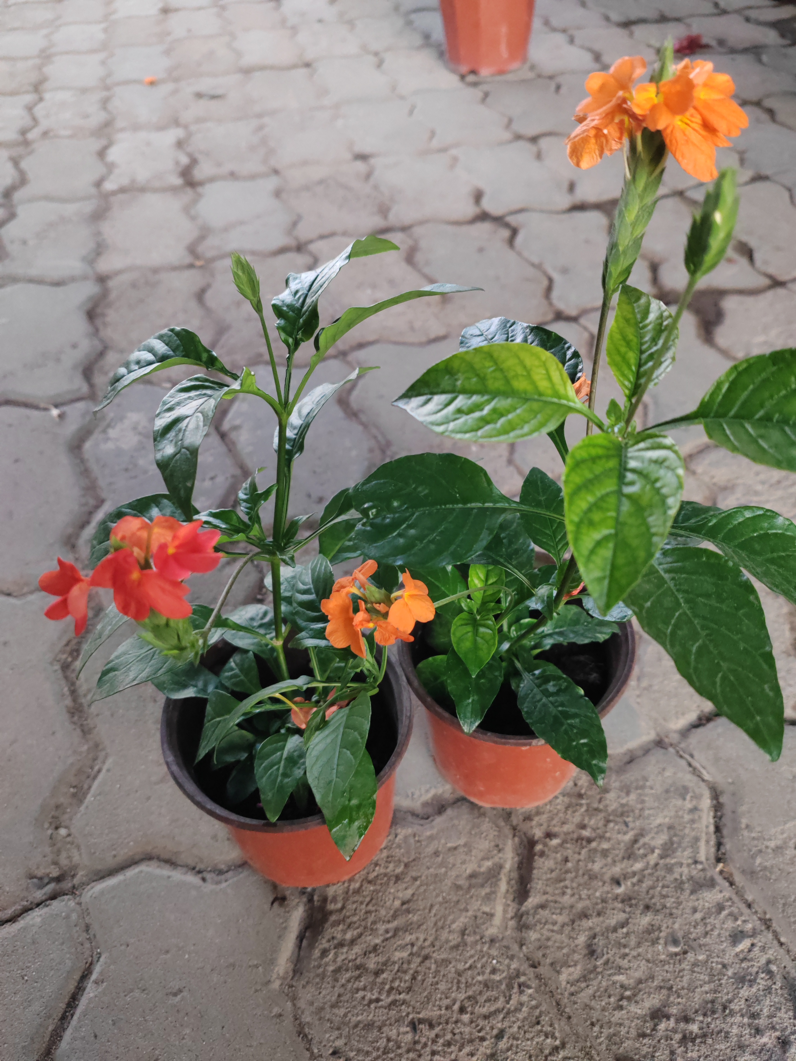 鸟尾花两盆包邮到家