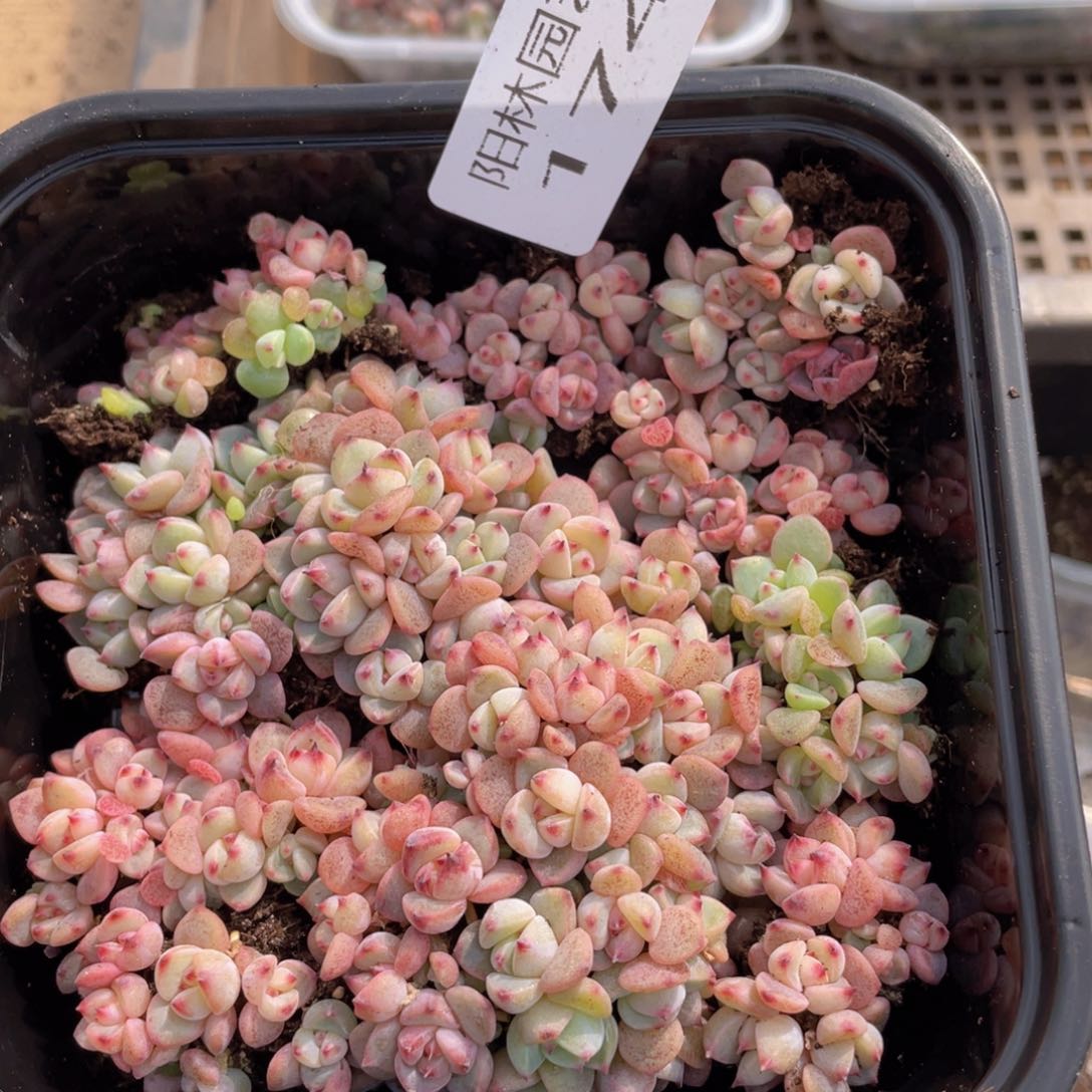 多肉植物多肉植物174