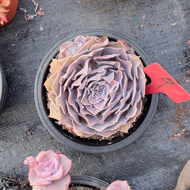 多肉植物9.9包邮