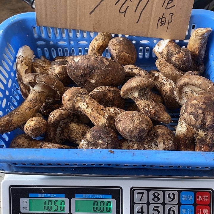 松茸中国大陆新鲜松茸微瑕福利不售后
