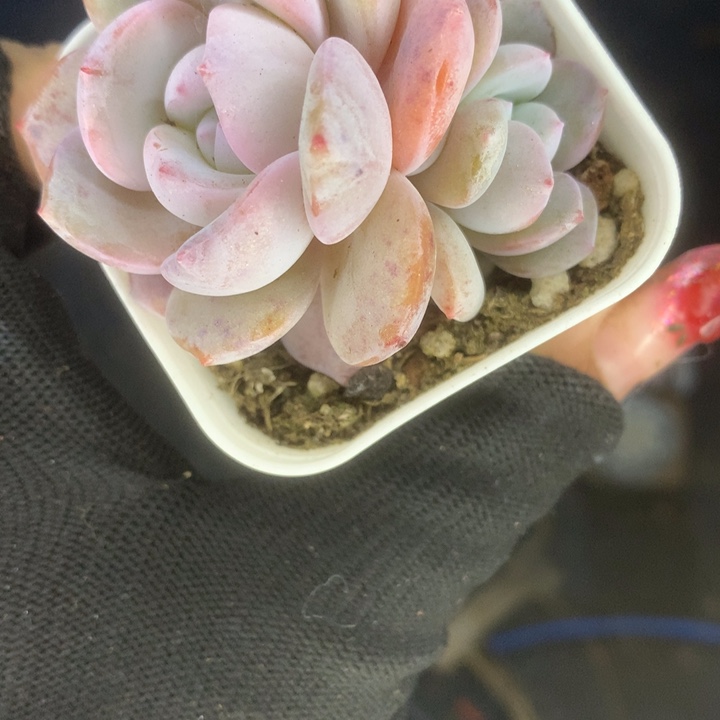 奶茶一物一拍。包邮。双