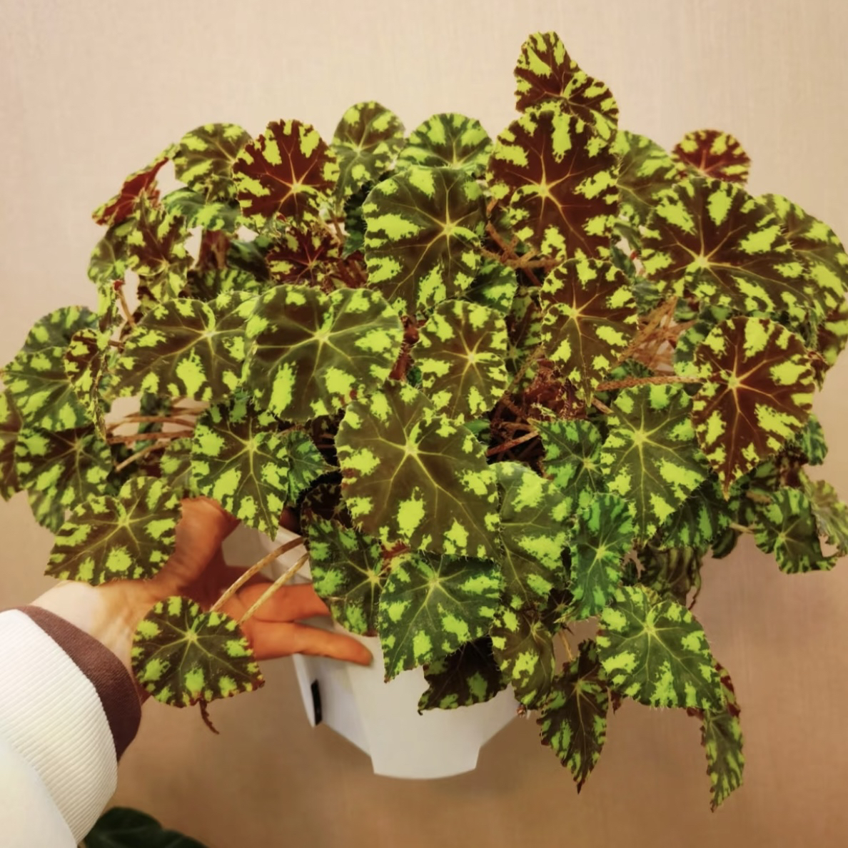 【虎斑·秋海棠】盆栽趣味家居植物