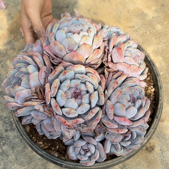 【闪购商品】星影板子缀