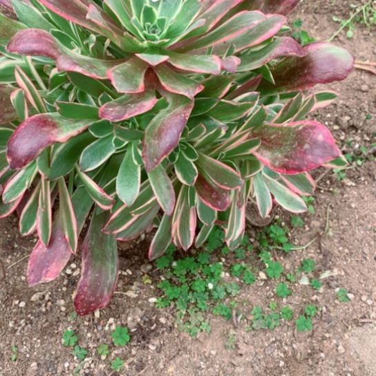 多肉植物凤冠853