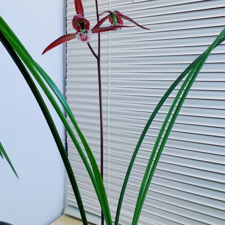 金****完全开放一物一拍