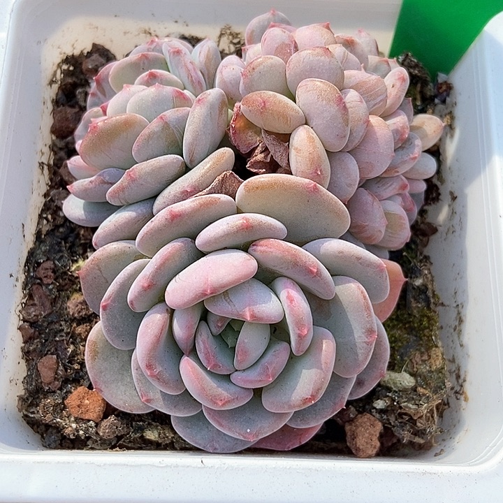 多肉植物粉珍妮缀1632