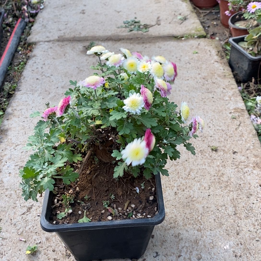 一****无花朵盆景盆景根据