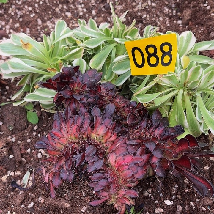 多肉植物福利088