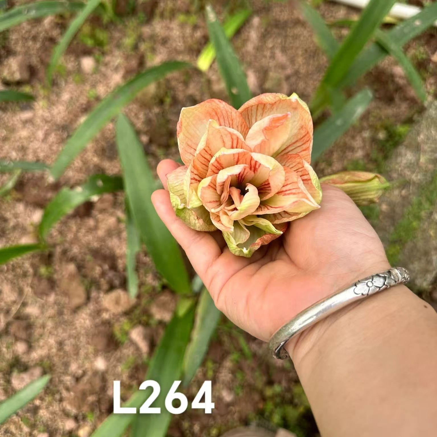 朱顶红【L264】越朱 5.4cm 只包对版，不包后期养护