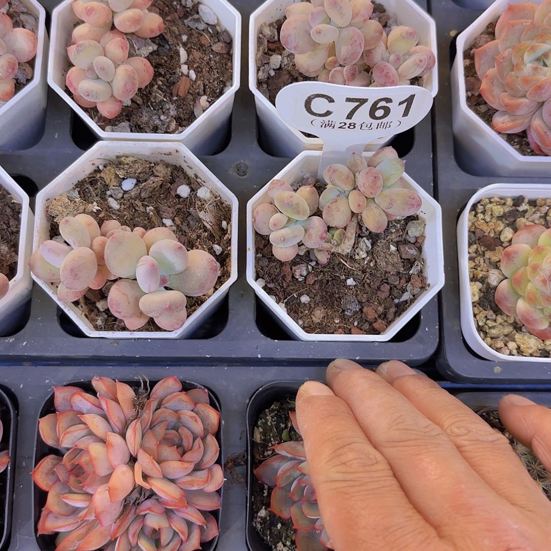 C761四代苹果奶一物一拍