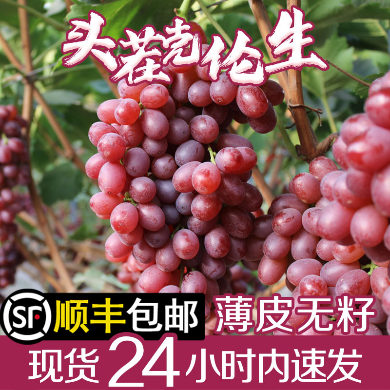山西运城当季新鲜水果克伦生无籽红提葡萄冰美人无籽整箱顺丰包邮