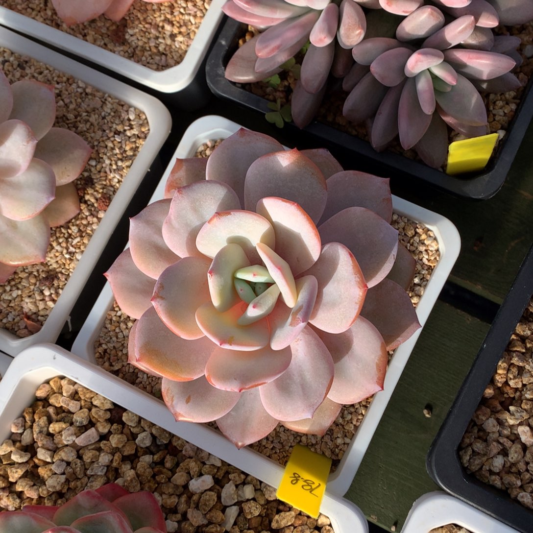 单头奶茶  一颗      