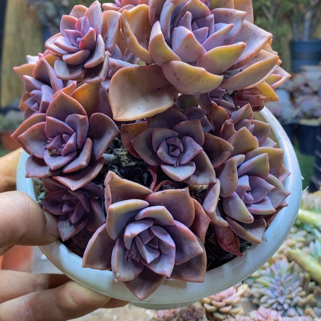 阮*妹A106号彩虹糖老桩