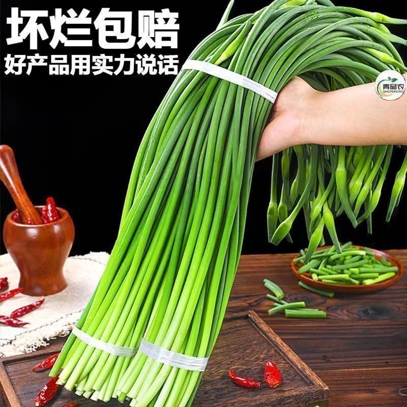 2024新鲜蒜苔嫩蒜苔现摘红帽蒜苔长蒜薹新鲜蔬菜山东蒜毫金乡蒜苔