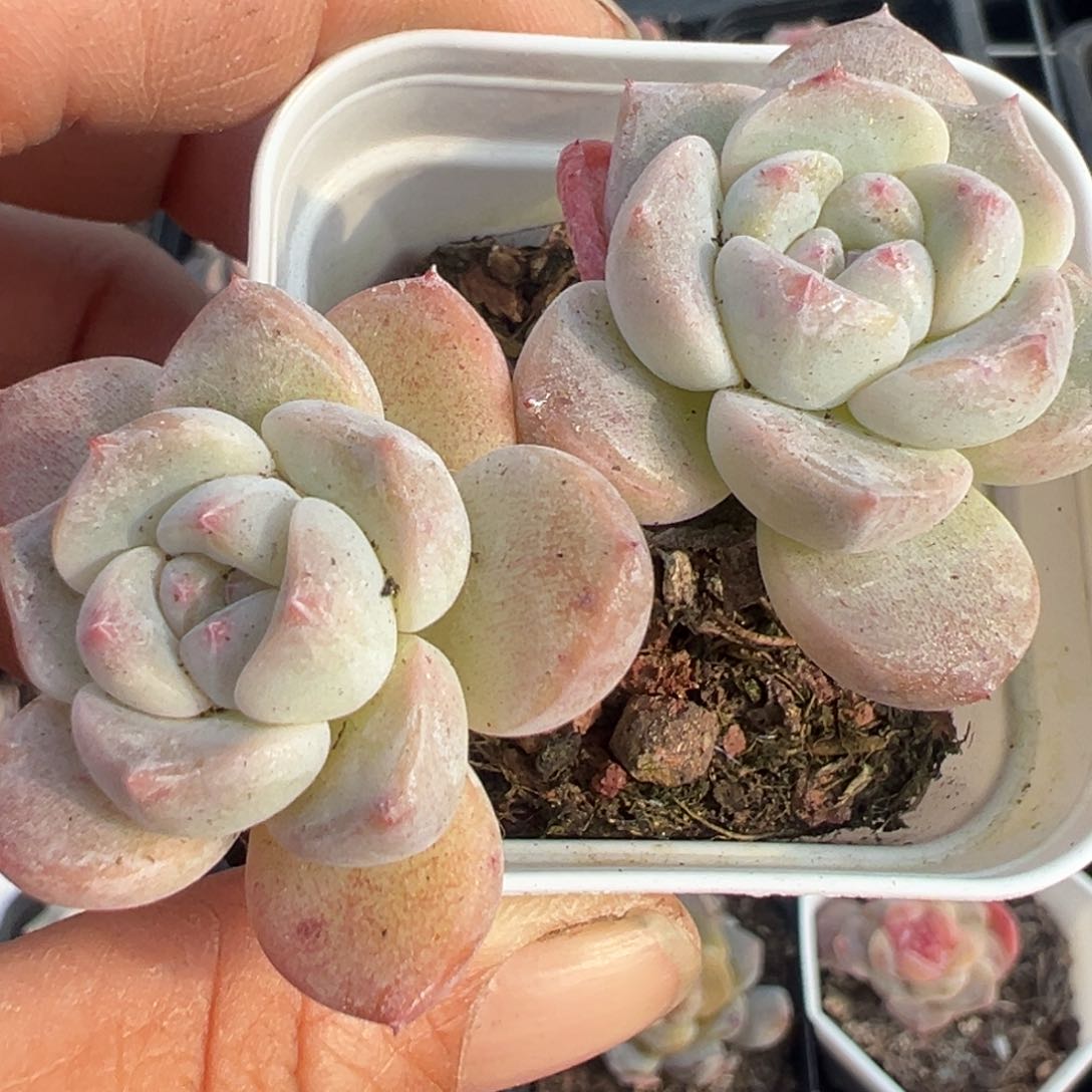 小卡拉米糖心一物一拍