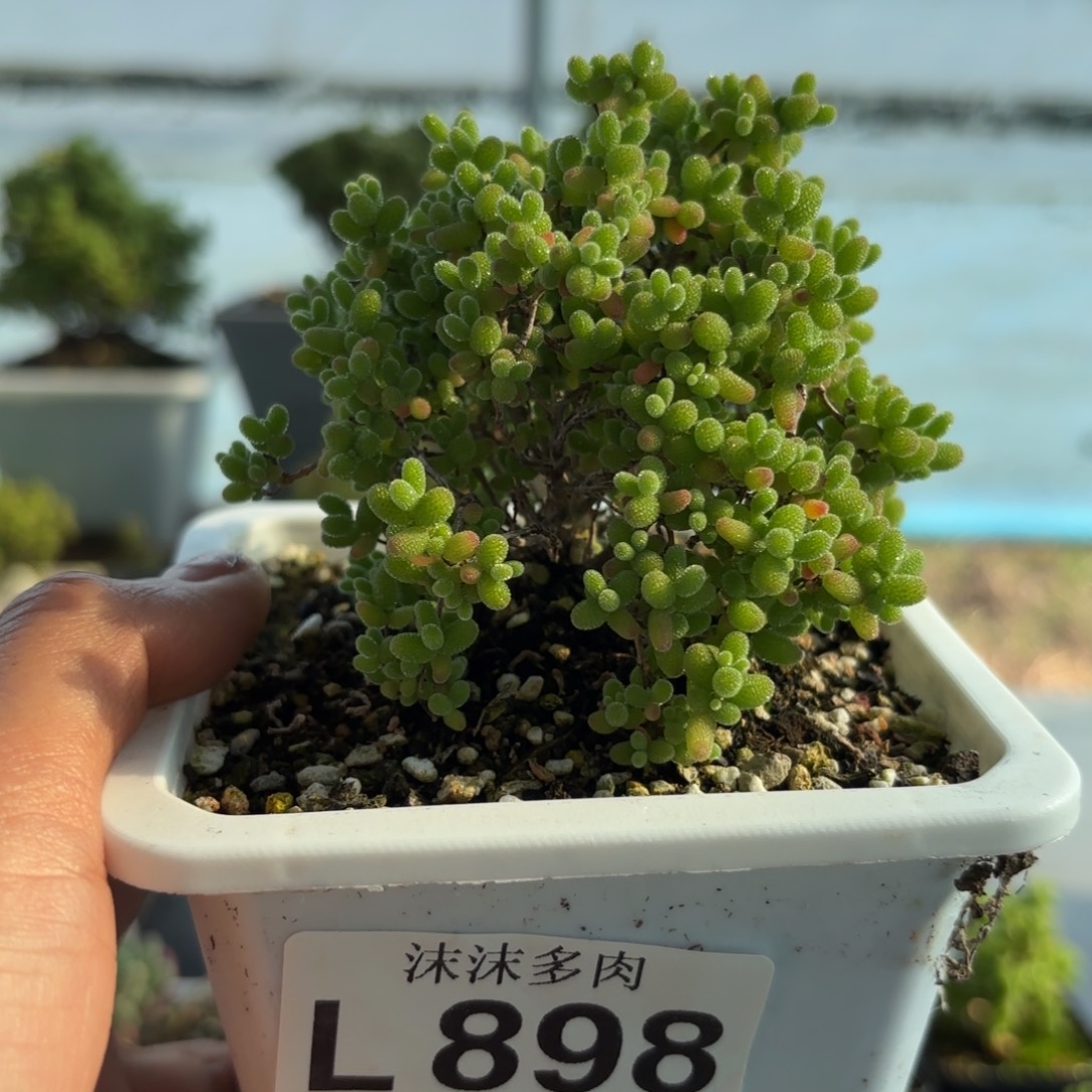 小****898蜜橘糖球开播福利