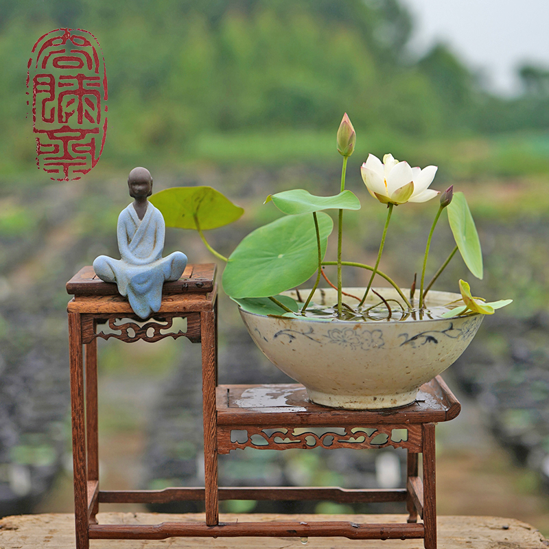 周劲松【玉花钿】家养窗阳台迷你小微型盆栽碗莲荷花种藕根茎品种苗