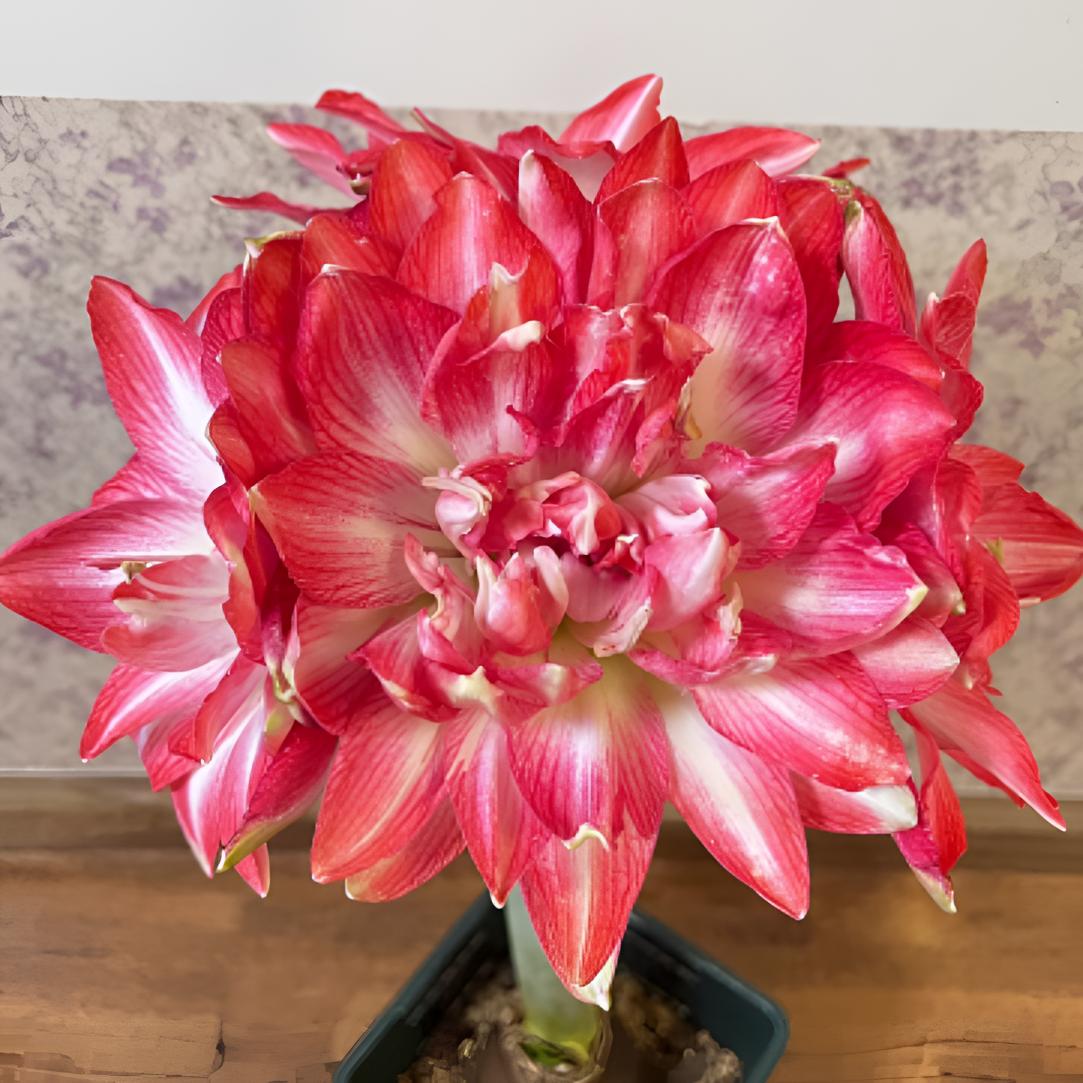 【蒂卡梦露】朱顶红基地自然裸球室内外盆栽地栽花卉植物