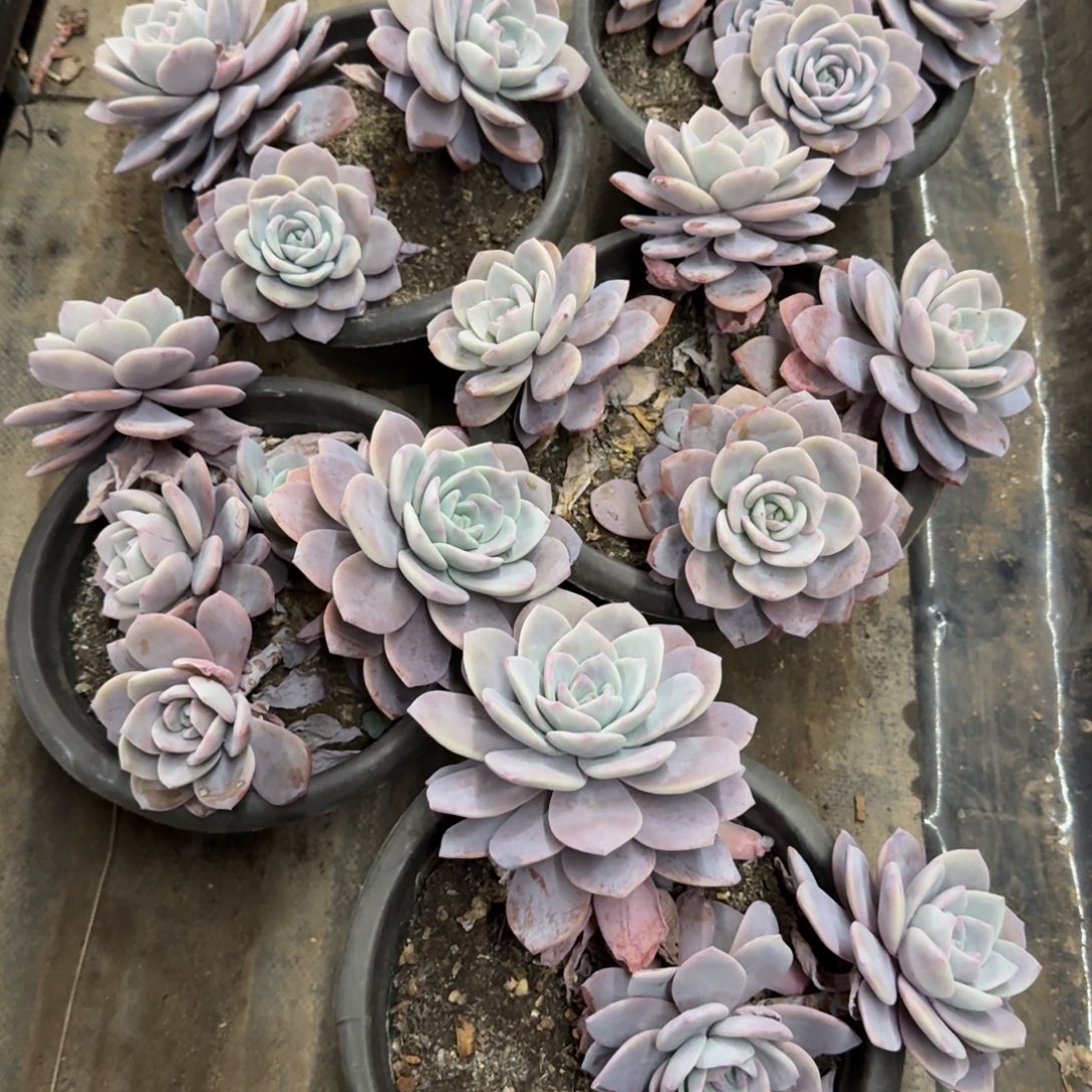 红茶三大头起老桩